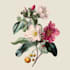 make a botanical illustrations of flowers art