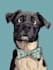 draw disney style pet portrait