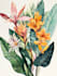 illustrate best botanical illustration