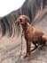 create fun aesthetic ugc videos for pet products