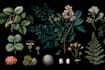 make a botanical illustrations of flowers art