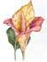create a botanical illustration