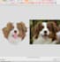 do perfect dog embroidery digitizing and quick delivery