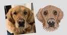 do embroidery digitizing into dst,pes,jef file in 1 hour