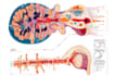 draw exercise, medical and anatomy illustrations