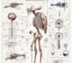 do medical and scientific illustrations