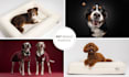create professional pet product studio photography for dogs