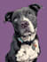 create disney pet portrait illustration