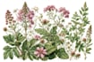 draw an unique botanical illustration