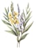 illustrate best botanical illustration