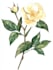 draw botanical and animal tattoo design