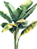 illustrate best botanical illustration