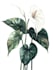 create a botanical illustration