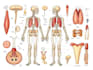 design scientific medical anatomy educational illustrations