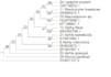 trim and make phylogenetic tree from your sequenced dna data