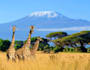 help you with making plans to visit kenya