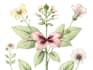 botanical illustration with scientific focus