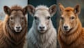 draw custom pet portrait or animal art