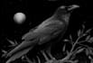 draw dark art animal illustration