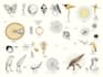 do detailed scientific figures illustrations and diagrams