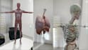 develop ar educational app, ar science visualization app, biology 3d model app