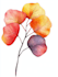 draw a botanical illustration