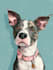draw a disney pet portrait illustration