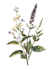create a botanical illustration