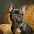 create amazing disney pet portrait