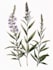illustrate best botanical illustration