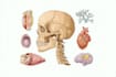 draw detailed medical illustrations