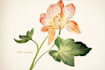 draw an unique botanical illustration