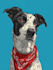 draw pet portrait with disney style