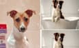 formulate pet care products formula naturally and uniquely