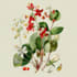 illustrate best botanical illustration