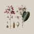 desing your ideal botanical illustration