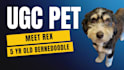 create pet dog ugc videos