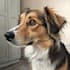 paint stunning pet portrait