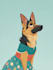 design a pet portrait illustration