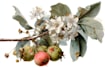 do fabulous botanical illustration