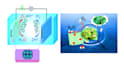 draw graphical abstract and scientific illustration