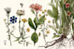 draw botanical illustration art for you