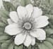 illustrate best botanical illustration