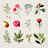 illustrate best botanical illustration