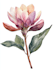 illustrate best botanical illustration