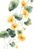illustrate best botanical illustration