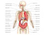 do medical illustration art