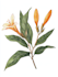 best botanical illustration art