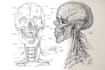 create medical illustrations, infographics, diagrams