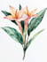 illustrate best botanical illustration